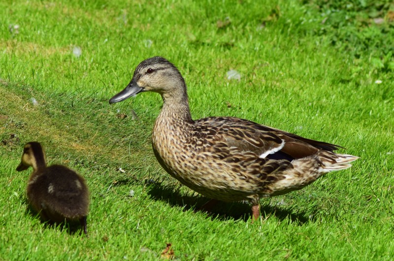 Choose to look after the flock and maintain your independence